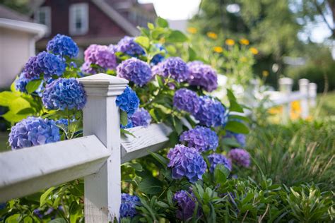 14 Beautiful Hydrangea Varieties