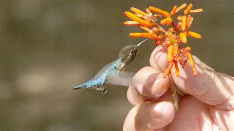 Have A Fascinating Look at the Bee Hummingbird - The World's Smallest Bird