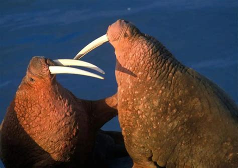 Walrus Behavior - AnimalBehaviorCorner