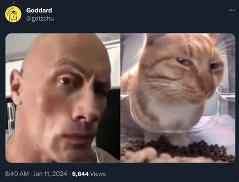 Mr Fresh Side Eye meme | Mr. Fresh / Side Eye Cat | Know Your Meme