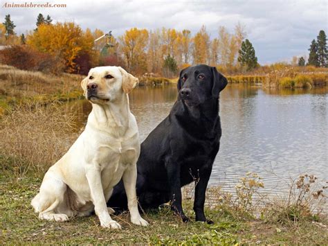 Labrador Retriever - Puppies, Rescue, Pictures, Information, Temperament, Characteristics ...