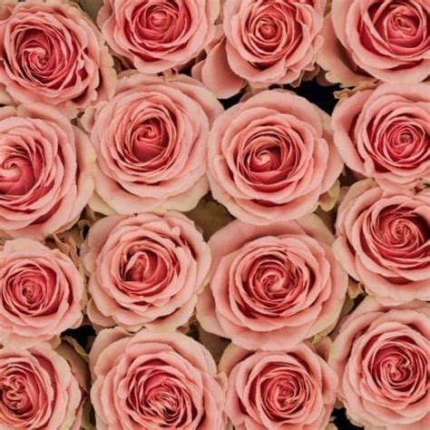 Buy Pink Bi-Color Eyecatcher Roses – Rose Farmers