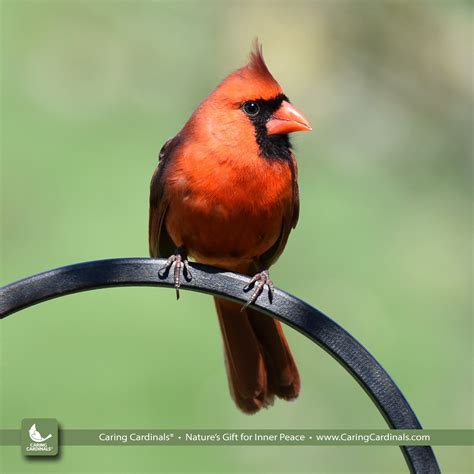 Cardinal Facts — CARING CARDINALS