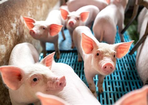 Pigs are the latest GMO animal approved by the FDA What is a GalSafe pig | Glassview Farm