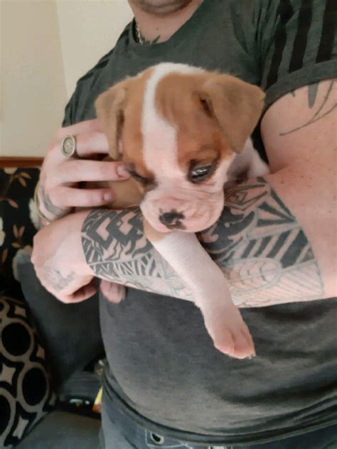 American bulldog x boxer puppies (bulloxer) | in Tain, Highland | Gumtree