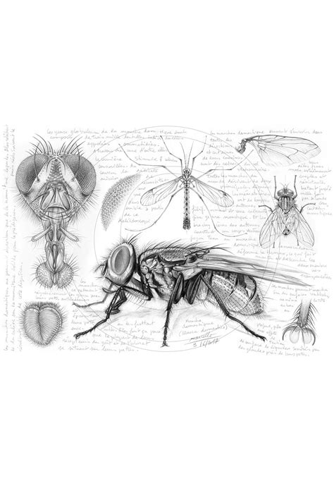 Marcello-art: 367 - Fly Anatomy