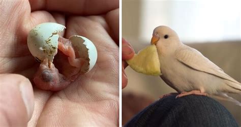 Man Finds An Abandoned Parrot Egg And Hatches It Into An Adorable Budgie | Bored Panda