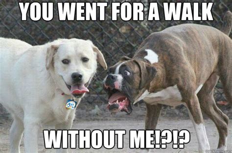 you went for a walk without me!?!? - Dog Walk Meme - quickmeme