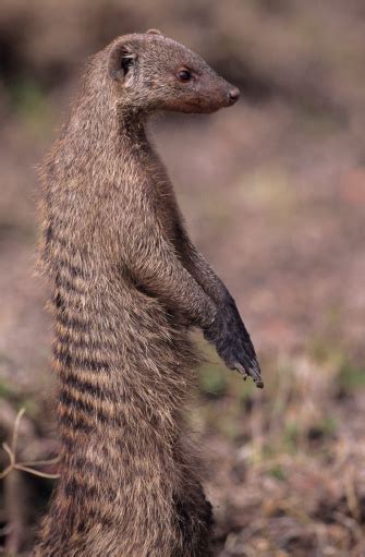 Mongoose Eating A Snake