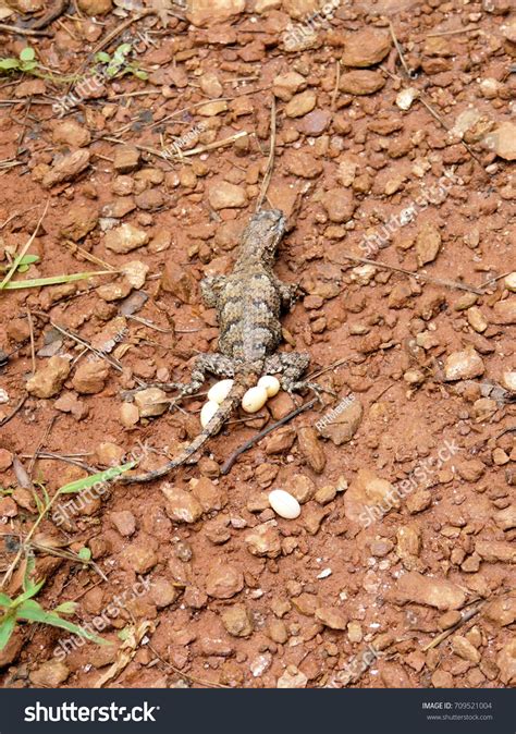 Eastern Fence Lizard Laying Eggs On Stock Photo 709521004 | Shutterstock