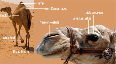 Desert Biome Animals Adaptations