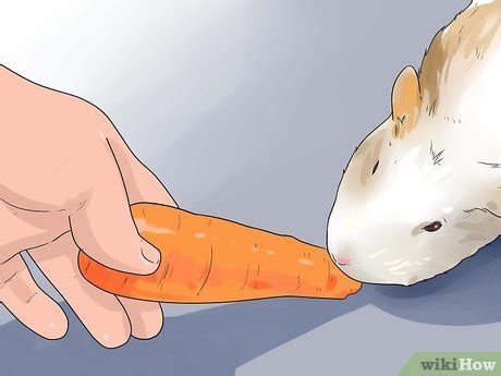 4 Ways to Make Guinea Pig Treats - wikiHow