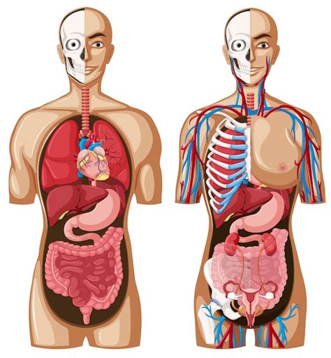 Free Vector | Human anatomy model with different systems