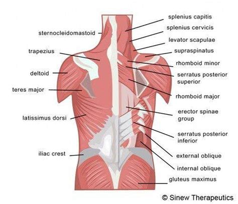 Pictures Of Back MusclesHealthiack