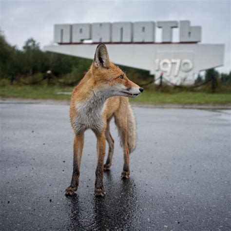 30 Years After the Nuclear Disaster, Chernobyl Wildlife Is Thriving | Nature and Wildlife ...