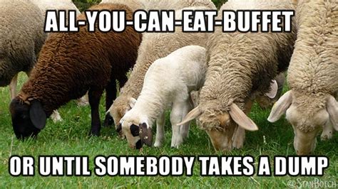 23 Funny Sheep Memes, Botch