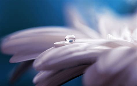 Water Drop Flower, HD Flowers, 4k Wallpapers, Images, Backgrounds, Photos and Pictures