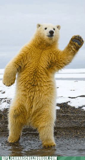 dancing polar bear dancing bear gif | WiffleGif