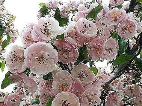 50+ English Hawthorn Tree Seeds Maybush Haw May Edible Fruit Flower Crataegus Laevigata Seeds in ...