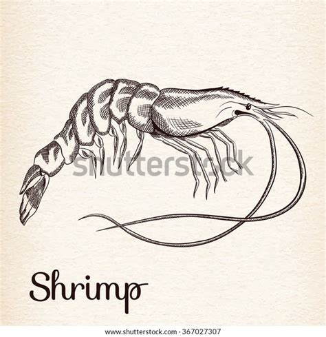 Black White Engraving Illustration Shrimp Prawn Stock Vector (Royalty Free) 367027307