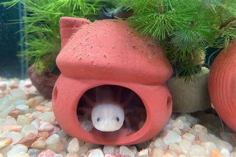 Axolotl Tank Setup: Tips & Ideas for A Healthy Habitat