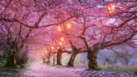 Japan Cherry Blossom Wallpapers - Top Free Japan Cherry Blossom Backgrounds - WallpaperAccess