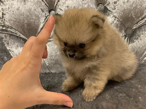 Pomeranian Teacup Kilo - Pets Lovers