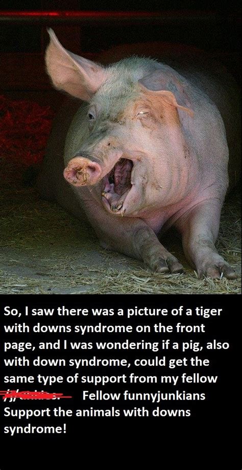 Pig With Downs Syndrome