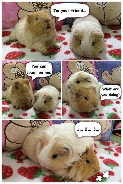 They are just so cute Funny Animal Memes, Cat Memes, Funny Animals, Baby Guinea Pigs, Guinea Pig ...