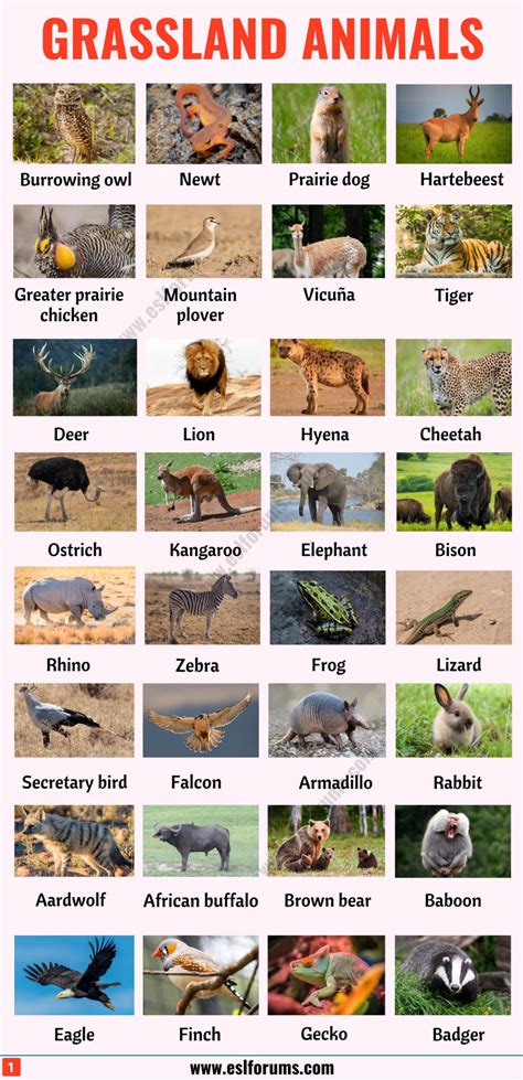 Grassland Animals: List of 80+ Grassland Animals in English with ESL Pictures - ESL Forums