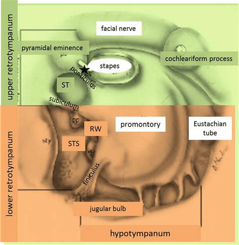 Sinus And Ear Anatomy