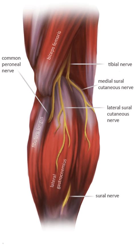 Illustration of the peroneal nerve path, popliteal view, by Halley Darrach | Download Scientific ...