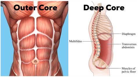 Core Muscles Anatomy