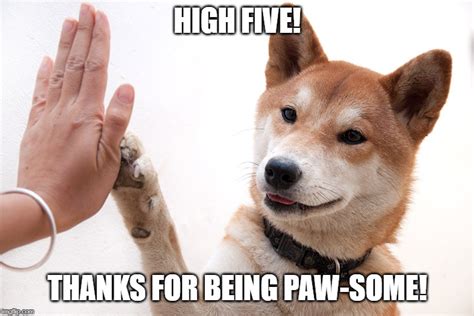 Dog High Five Meme