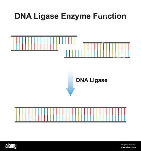 Scientific Designing of DNA Ligase Enzyme Effect on DNA Molecule. Ligation of DNA Molecule ...