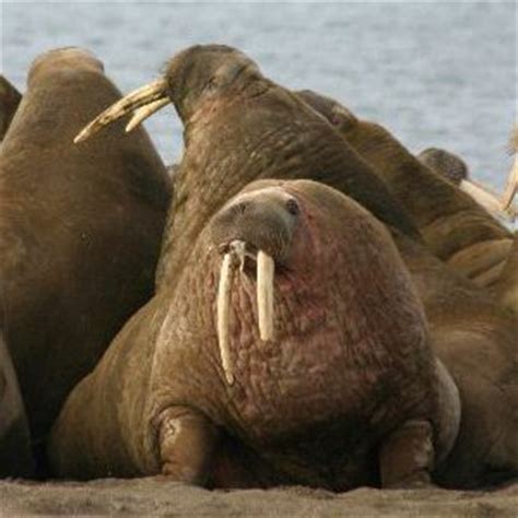 Walrus Behavior - Animal Facts and Information