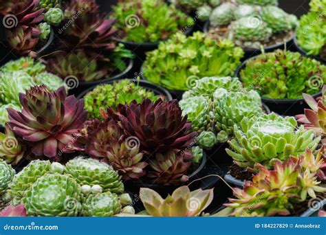 Different Decorative Unusual Cacti in Flower Pots on the Market Stock Image - Image of bloom ...