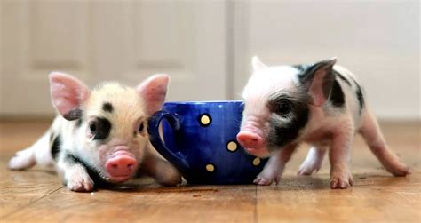 teacup-pig-animal-backgrounds-28915 - Slapped Ham