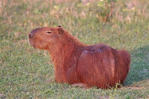 Capybara - Wikipedia