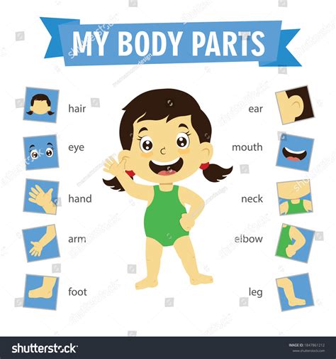 Human Body Parts Poster For Kids