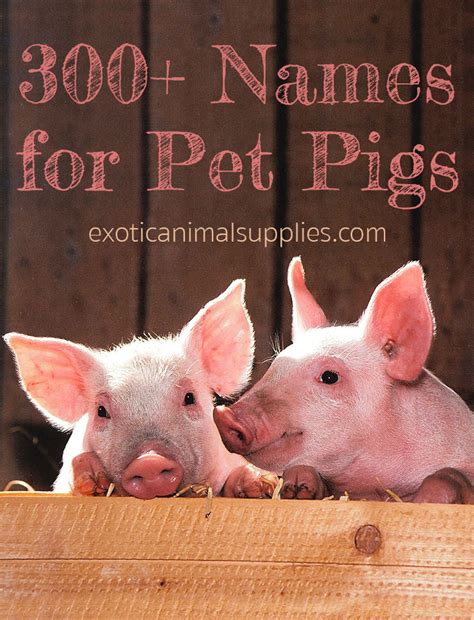 300+ Pet Pig Names for Male & Female Piggies - Exotic Animal Supplies