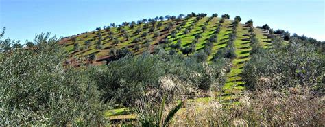 Olive Oil Producers in Spain Call for Self-Regulation