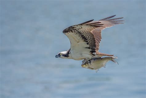 Osprey Facts And Information Trees For Life