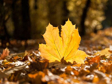 Autumn Leaves Hd Wallpapers - Wallpaper Cave