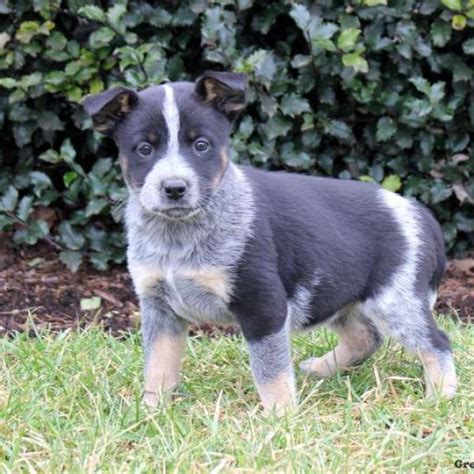 Blue Heeler Mix Puppies For Sale | Greenfield Puppies