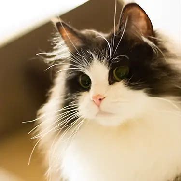 RagaMuffin Cat Breeders in Florida - Cat Kingpin