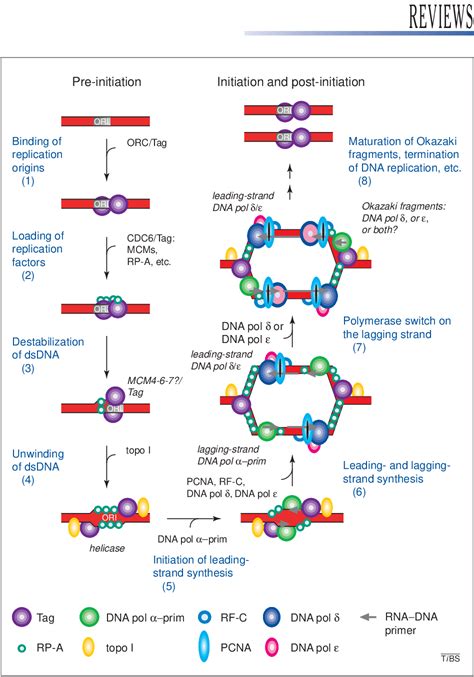 Figure 1 from Eukaryotic DNA polymerases, a growing family. - Semantic Scholar