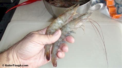 shrimp identification