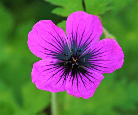 Best hardy geranium varieties – 15 classic cranesbills…