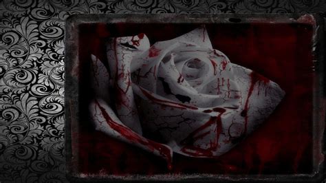 Blood Rose Wallpapers - Top Free Blood Rose Backgrounds - WallpaperAccess